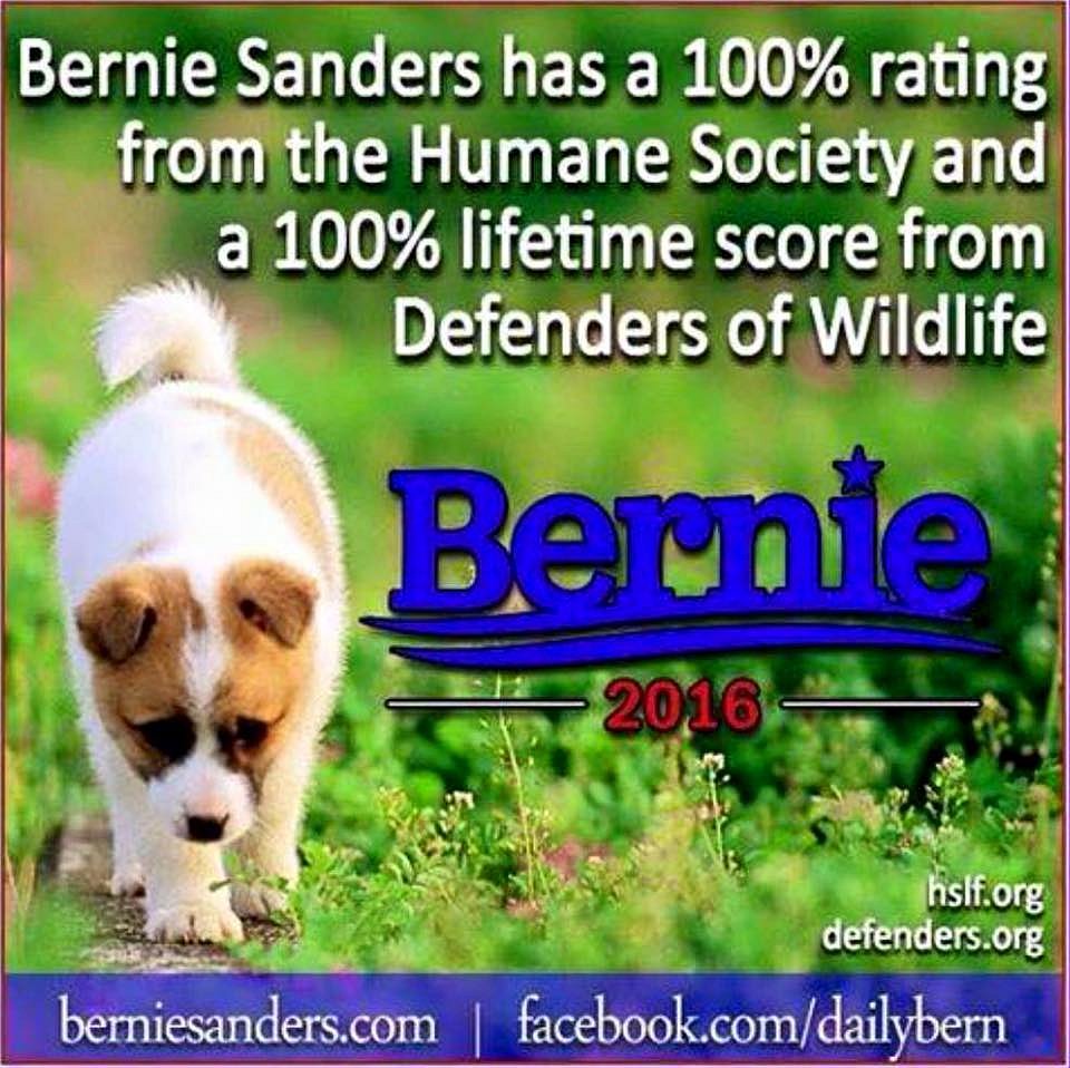 Pets4Bernie